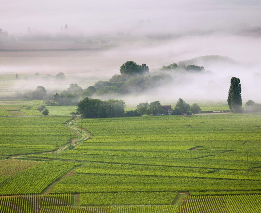 Un paysage de champs agricoles verdoyants avec des rangées de cultures, des arbres et un chemin de terre - parfait pour explorer la Bourgogne à vélo - partiellement couvert par un brouillard matinal de faible altitude sous un ciel couvert. - Ekilib