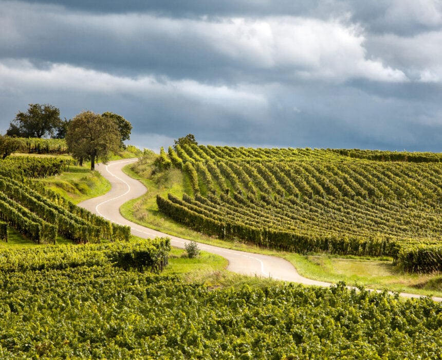 Une route sinueuse traverse des vignobles verdoyants sous un ciel nuageux, idéal pour découvrir le Rhin à vélo. Des rangées de vignes s'étendent sur des collines ondulantes, avec quelques arbres près de la route. Le paysage semble luxuriant et bien entretenu. - Ekilib