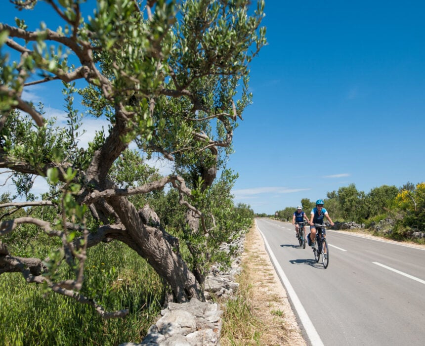 Deux cyclistes roulent sur une route pavée bordée d'arbres verts et d'herbe sous un ciel bleu clair en Croatie ; un olivier est visible au premier plan sur le côté gauche, créant une scène parfaite pour les amateurs d'aventures à vélo. - Ekilib