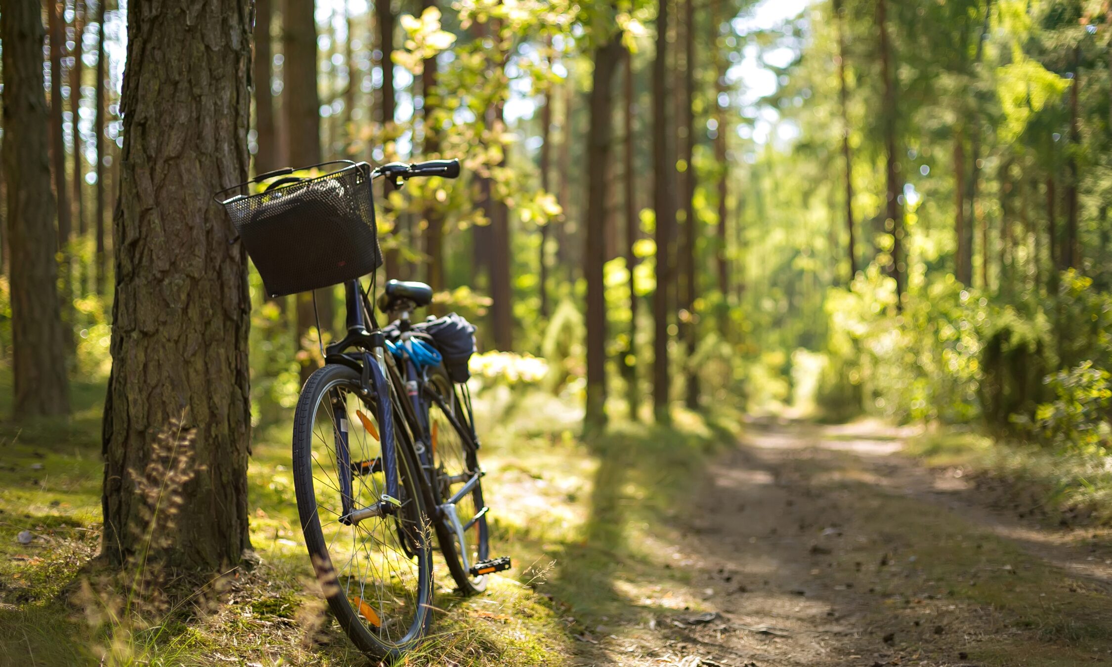 Un vélo avec un panier à l'avant est adossé à un arbre au bord d'un chemin de terre ensoleillé dans une forêt, entouré de grands arbres et de verdure - une scène lumineuse et paisible parfaite pour des voyages responsables à vélo. - Ekilib