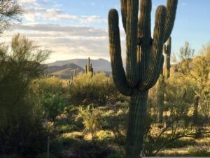 Un grand cactus saguaro se trouve au premier plan d'un paysage désertique avec d'autres cactus, des arbustes et des montagnes lointaines sous un ciel partiellement nuageux. - Ekilib