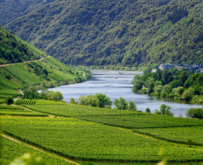 Des vignobles verdoyants couvrent de douces collines menant à la Moselle, qui serpente entre des pentes boisées. Un petit village est visible sur la rive droite, sous des collines couvertes d'arbres, idéal pour une découverte en vélo ou en bateau. - Ekilib