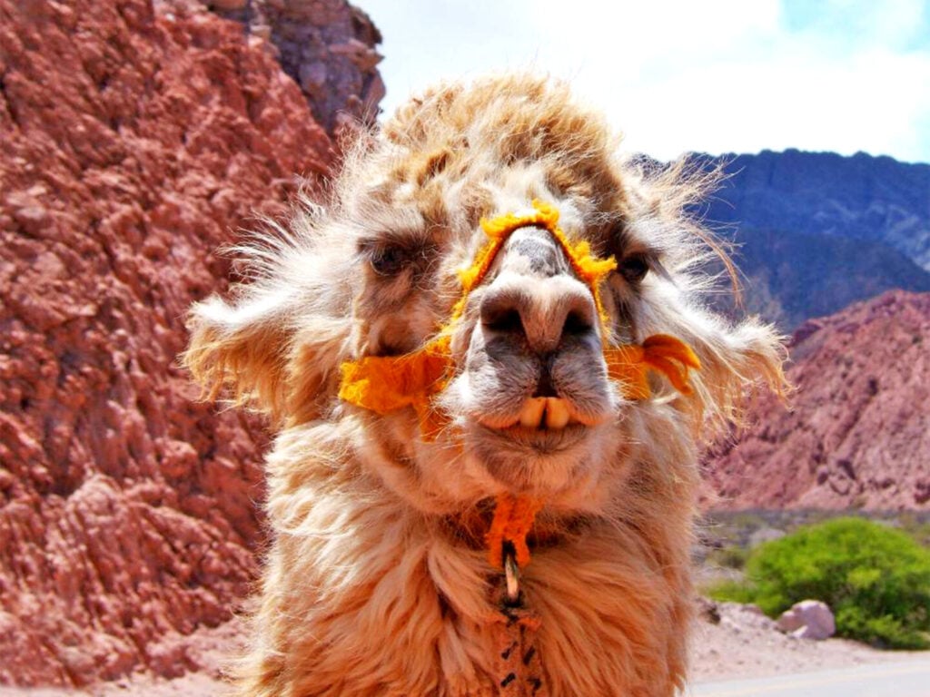 Gros plan d'un lama avec un fil orange noué autour de son visage, debout en plein air devant des collines rocheuses rouges et un ciel partiellement nuageux. - Ekilib