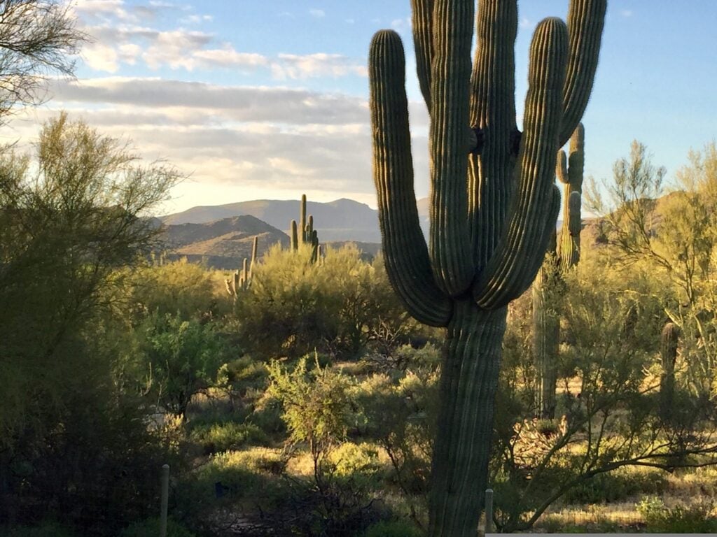 Un grand cactus saguaro se trouve au premier plan d'un paysage désertique avec d'autres cactus, des arbustes et des montagnes lointaines sous un ciel partiellement nuageux. - Ekilib