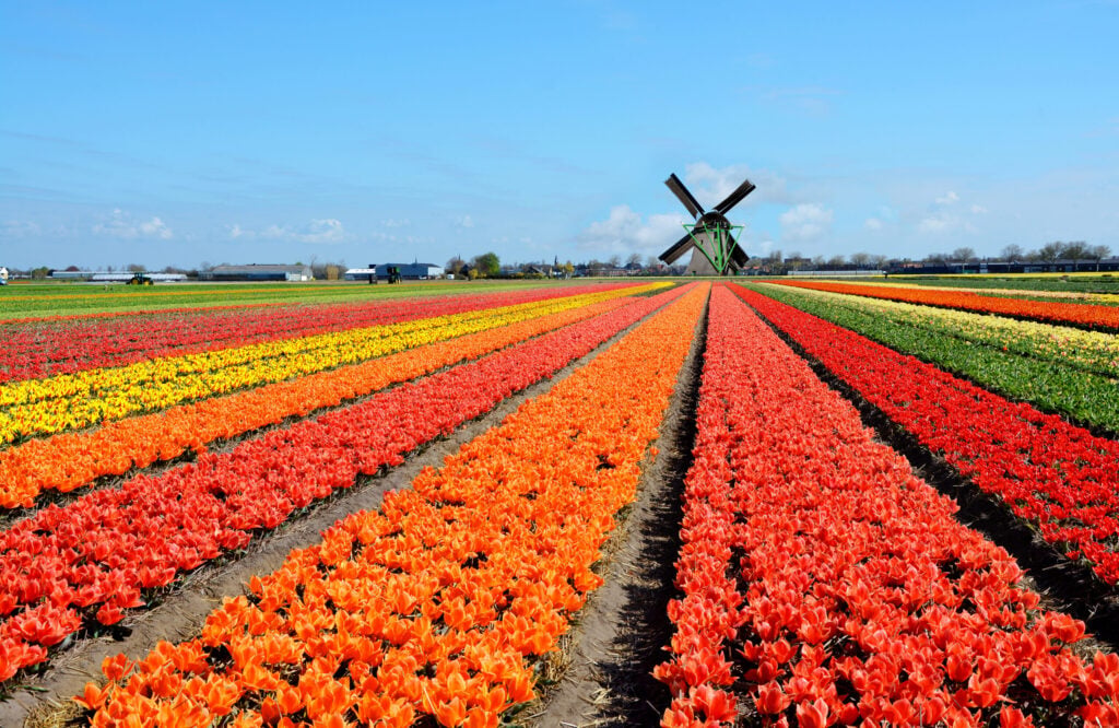 Des rangées de tulipes rouges, orange et jaunes s'étendent à perte de vue dans un champ, sous un ciel bleu, avec un moulin à vent traditionnel en arrière-plan. À l'horizon, on aperçoit quelques bâtiments et arbres au loin. - Ekilib