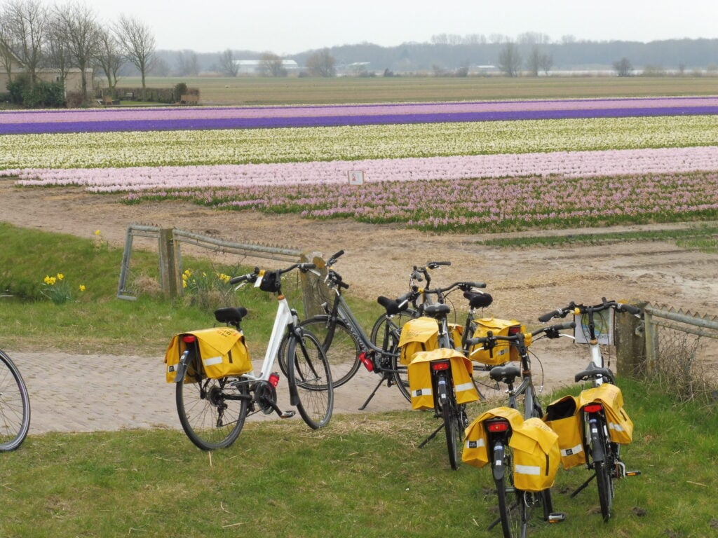 Plusieurs vélos équipés de sacoches jaunes sont garés sur l'herbe, près d'un sentier. À l'arrière-plan, des rangées colorées de fleurs épanouies, dans des tons de violet, de blanc et de rose, s'étendent à perte de vue sur des terres agricoles plates, sous un ciel nuageux. - Ekilib
