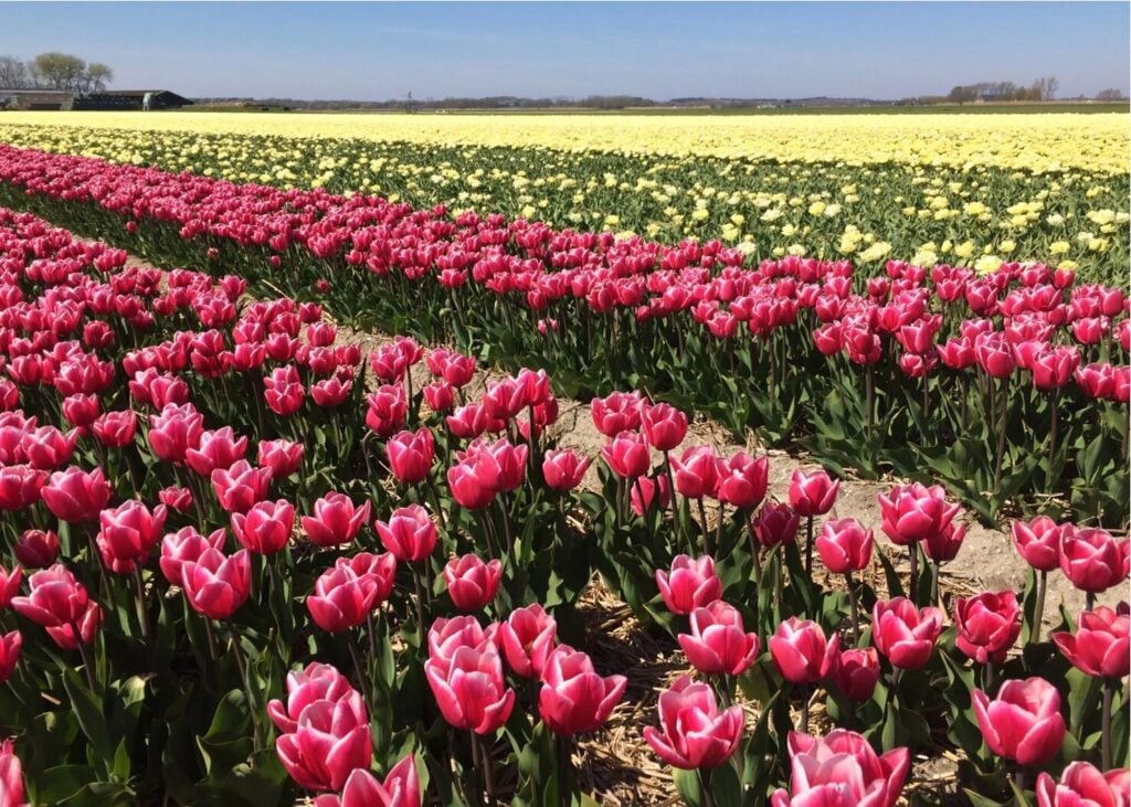 Des rangées de tulipes roses et jaunes en fleurs s'étendent à perte de vue dans un champ sous un ciel dégagé, avec, à l'horizon, des arbres et un bâtiment. - Ekilib