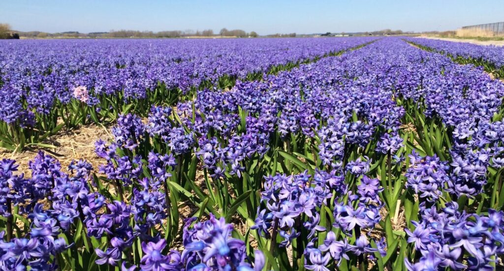 Un vaste champ de jacinthes violettes en fleurs s'étend à perte de vue sous un ciel bleu limpide, avec des rangées de fleurs séparées par d'étroits sentiers. On aperçoit des arbres et une clôture à l'horizon. - Ekilib