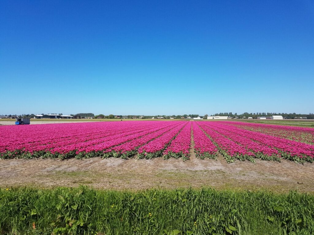 Un vaste champ de fleurs roses s'étend sur toute la photo sous un ciel bleu limpide, avec des bâtiments et un tracteur visibles à l'arrière-plan. De l'herbe pousse au premier plan. - Ekilib